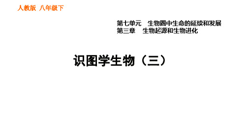 识图学生物(三) 课件 2022年春人教版八年级下册生物