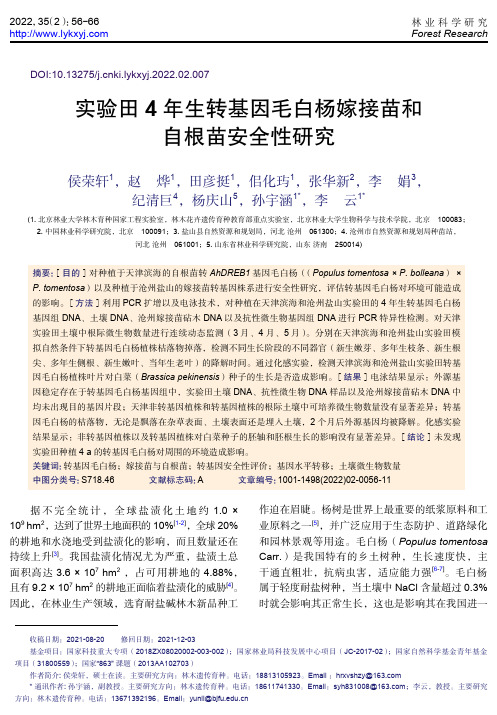 实验田4年生转基因毛白杨嫁接苗和自根苗安全性研究