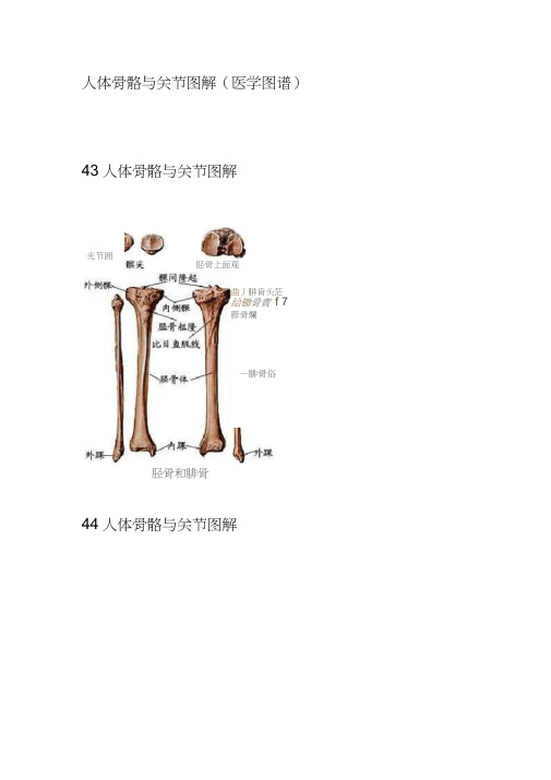 人体骨骼与关节图解