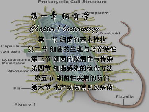 细菌学ppt课件