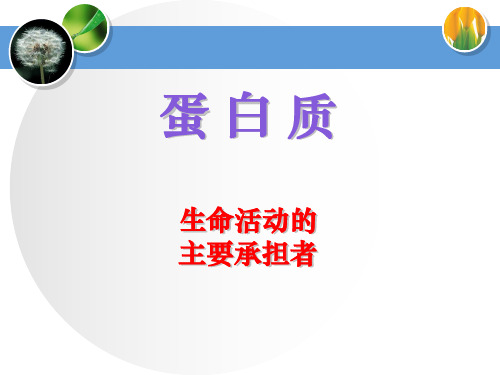 蛋白质专题复习二轮复习ppt课件