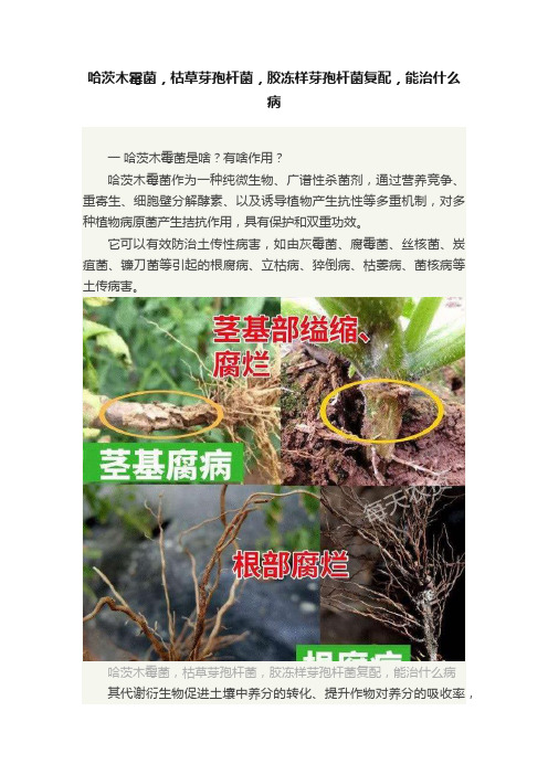 哈茨木霉菌，枯草芽孢杆菌，胶冻样芽孢杆菌复配，能治什么病