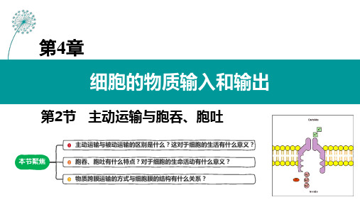 (人教版2019必修第一册)高一生物同步练习 4.2 主动运输与胞吞、胞吐 教学课件