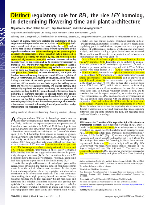 Distinct regulatory role for RFL, the rice LFY homolog, in determining flowering time and plant arch