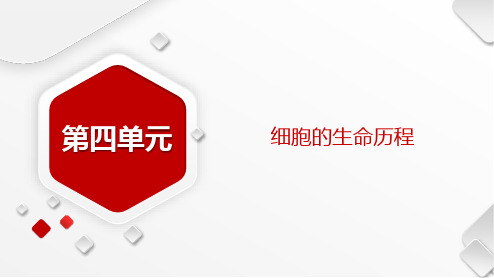 一轮复习 人教版 科学思维1  减数分裂和有丝分裂的综合题型 (43张) 课件