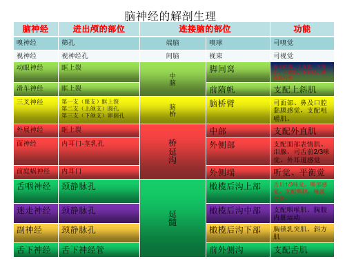 脑神经的解剖生理