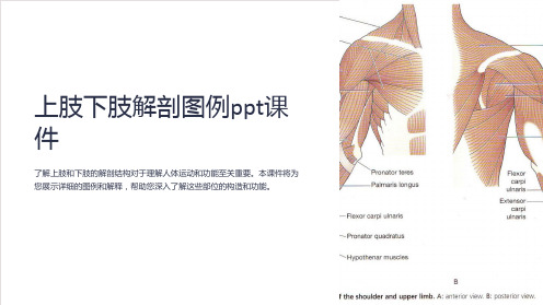 上肢下肢解剖图例课件