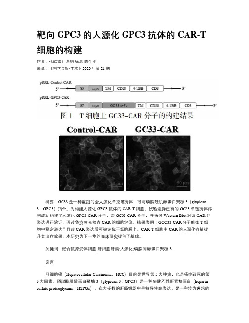 靶向GPC3的人源化GPC3抗体的CAR-T细胞的构建