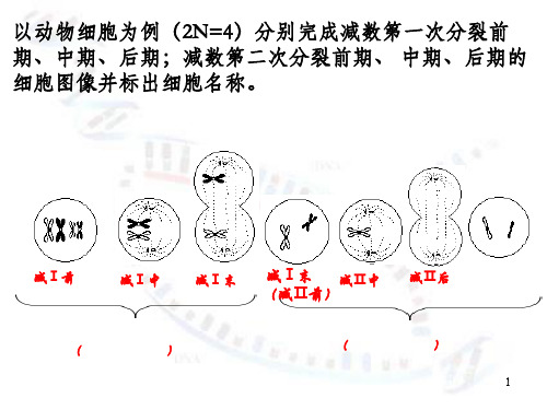 减数分裂-精子和卵细胞的形成过程ppt课件