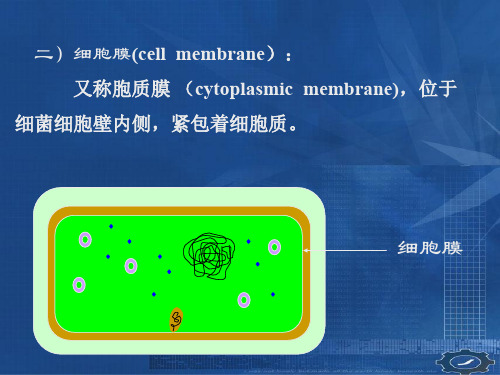 2 细菌的特殊结构 细菌的生理