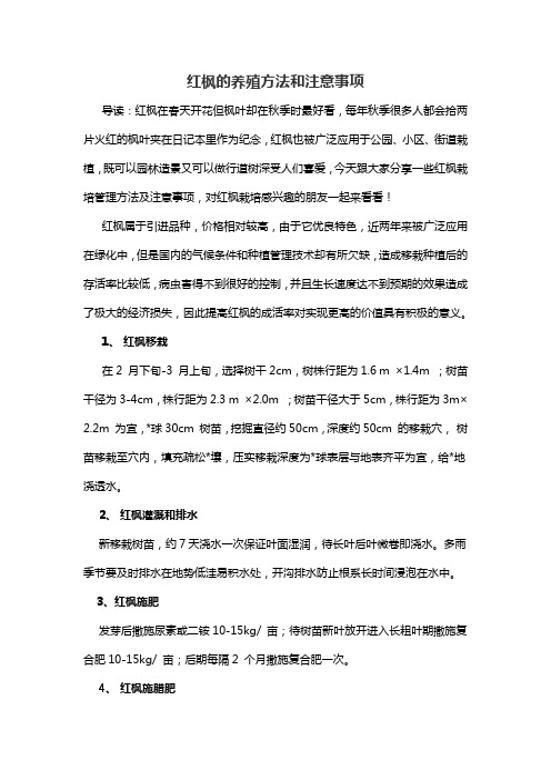 红枫的养殖方法和注意事项