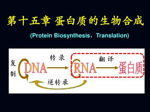 第15章 蛋白质的生物合成