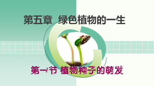 5-1植物种子的萌发课件2021-2022学年苏教版生物七年级上册