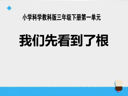 我们先看到了根_植物的生长变化PPT优秀课件3