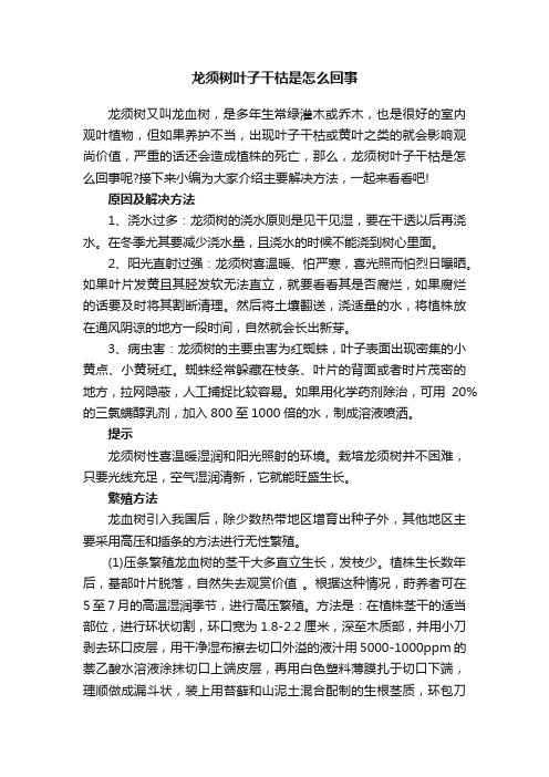 龙须树叶子干枯是怎么回事