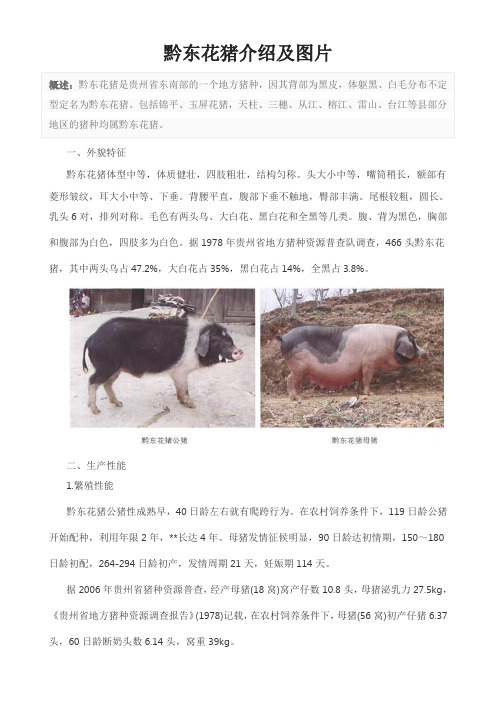 黔东花猪介绍及图片
