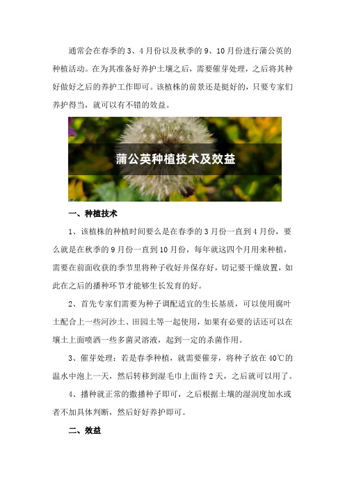 蒲公英的种植技术(时间、方法和效益)