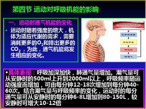 --【体育课件】第四节 运动对呼吸机能的影响1