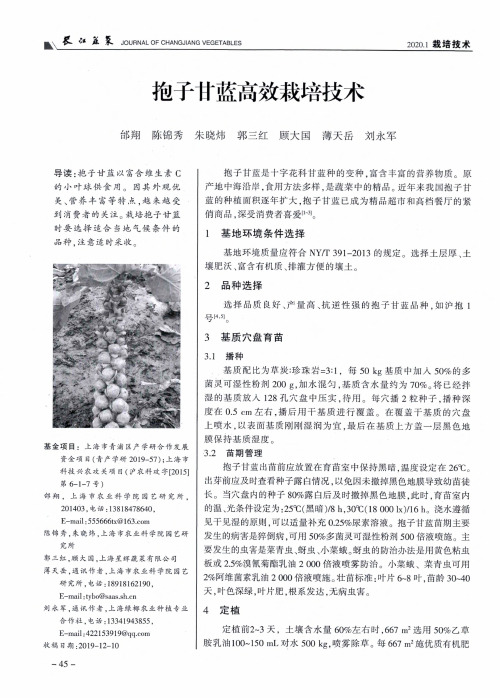 抱子甘蓝高效栽培技术
