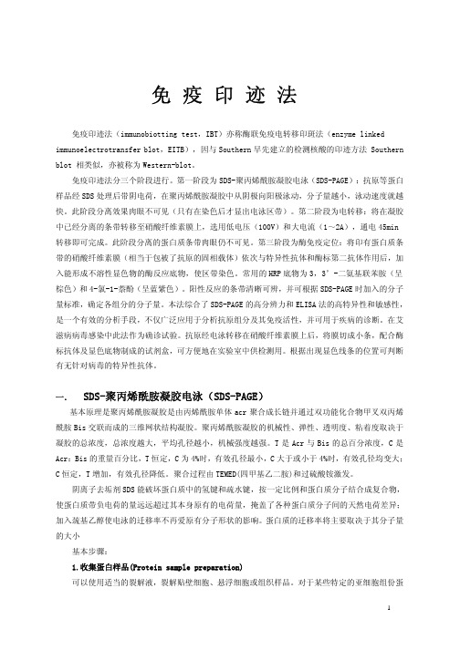 免疫印迹法（PDF）