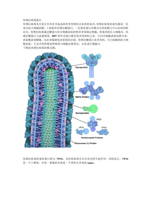 ebola埃博拉病毒简介