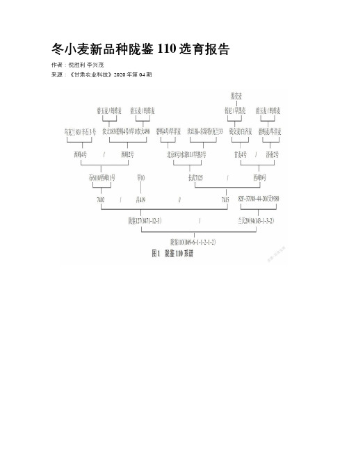 冬小麦新品种陇鉴110选育报告