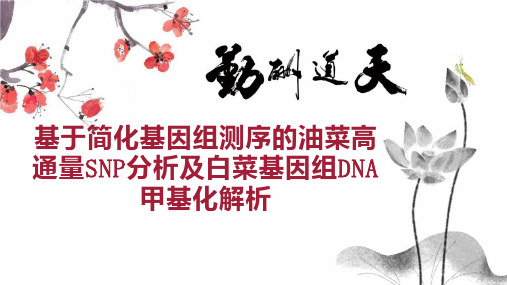 基于简化基因组测序的油菜高通量SNP分析及白菜基因组DNA甲基化解析