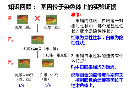 高中生物必修2《第4章遗传信息的传递规律第3节伴性遗传二人的伴性遗传》188北师大PPT课件