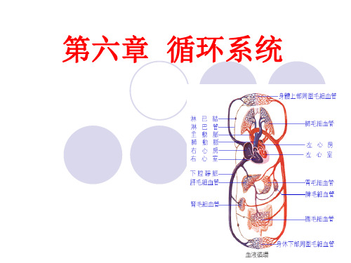 6循环系统精品PPT课件