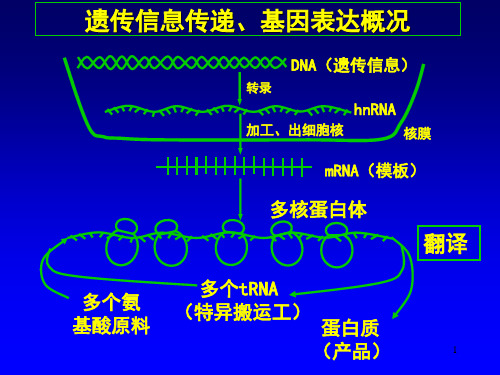 生化课件12章蛋白质合成