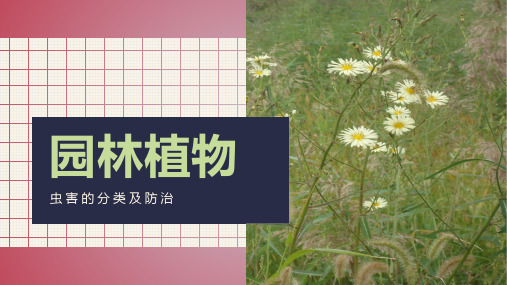 园林植物虫害分类及防治详解