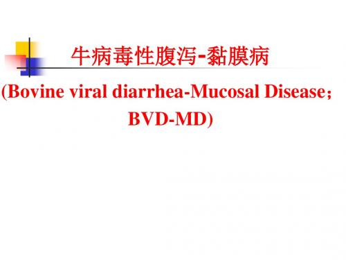 第2节牛病毒性腹泻粘膜病