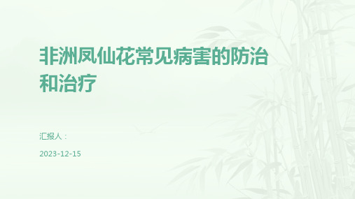 非洲凤仙花常见病害的防治和治疗