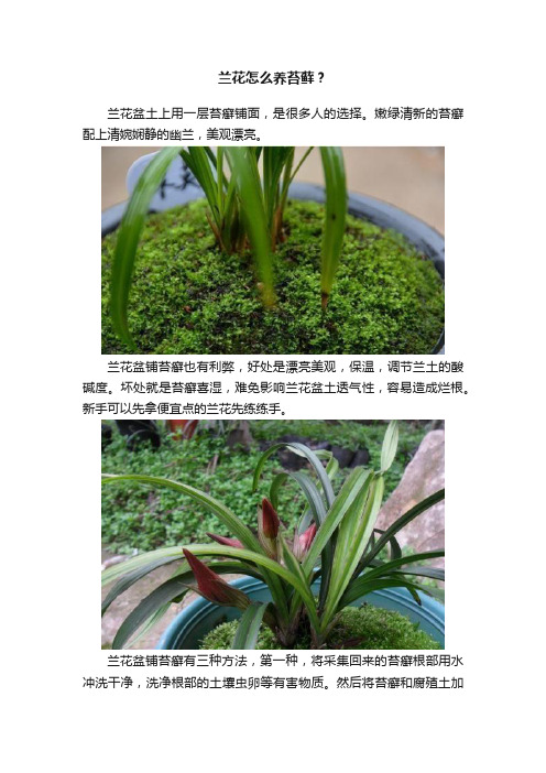 兰花怎么养苔藓？