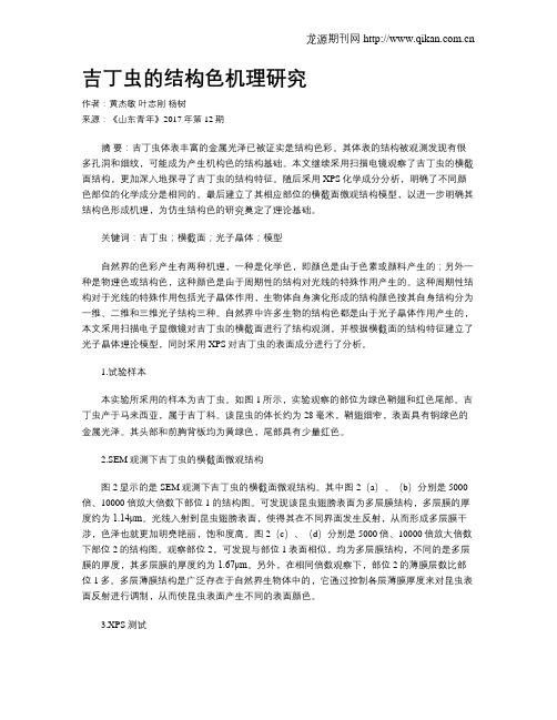 吉丁虫的结构色机理研究