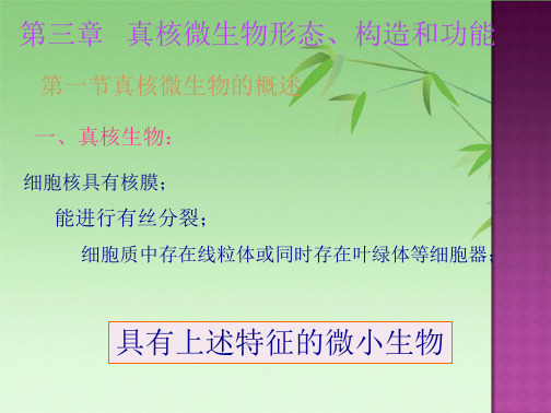 真核微生物(共59张PPT)