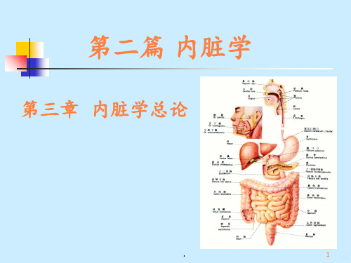 内脏学消化PPT课件