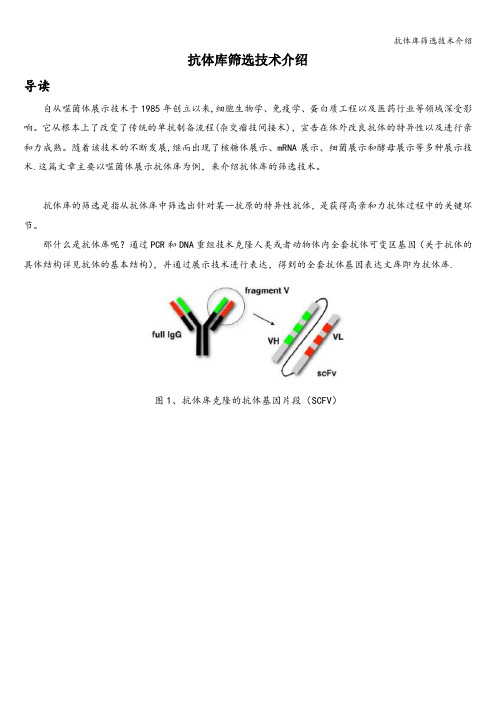 抗体库筛选技术介绍