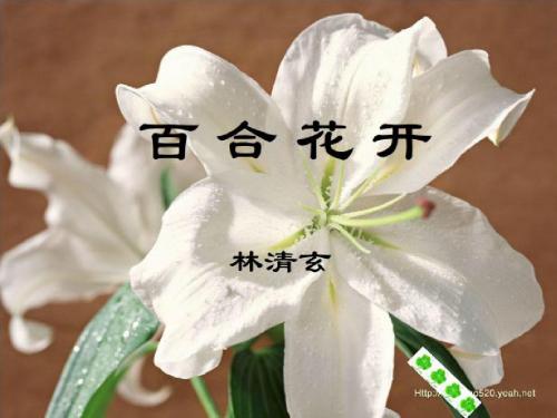 百合花开课件