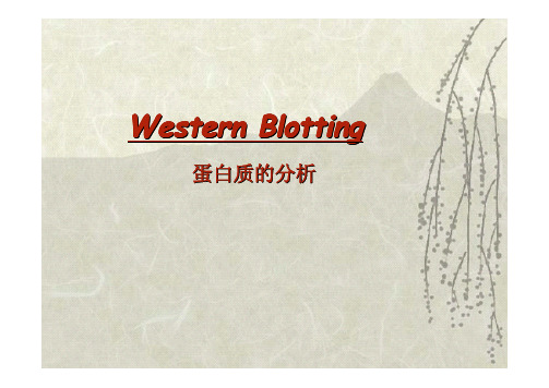 第五部分重组蛋白的Western Blotting