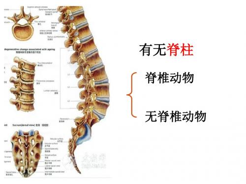 八年级上册第一章动物的主要类群复习