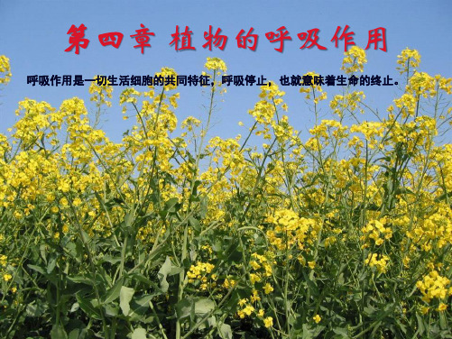  植物的呼吸作用(共80张PPT)