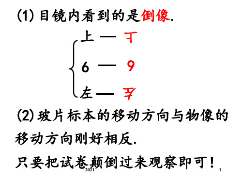 八年级生物-光合作用和呼吸作用、蒸腾作用复习PPT课件