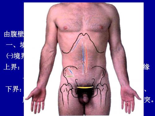 腹部分析课件