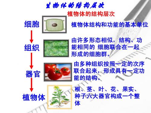 第七节：生物的适应性和多样性