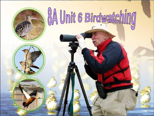 牛津译林版八年级上册英语《Unit 6 Birdwatching Integrated skill》课件公开课