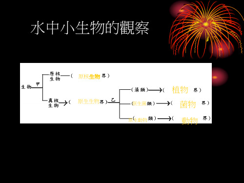 水中小生物的观察