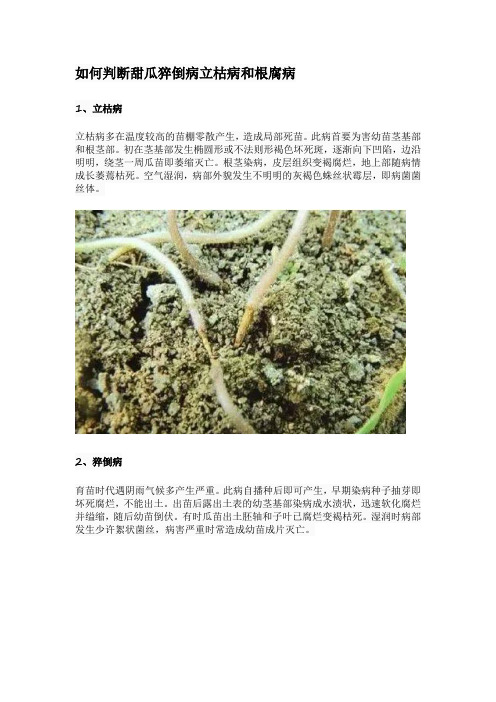 如何判断甜瓜猝倒病立枯病和根腐病