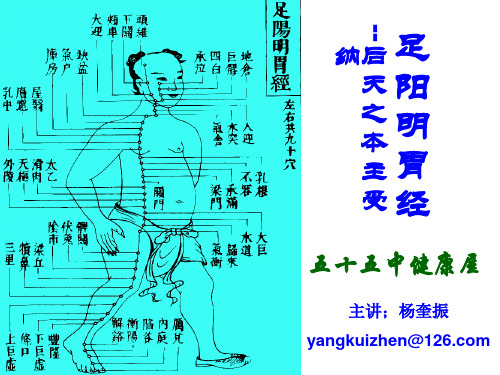 03足阳明胃经