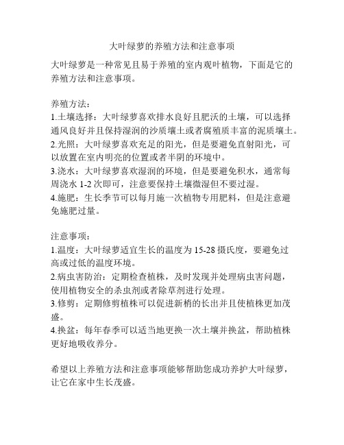 大叶绿萝的养殖方法和注意事项